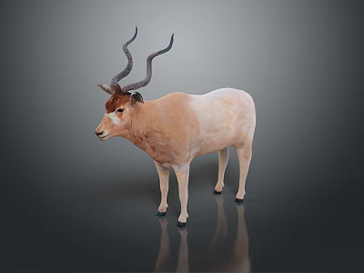 Antelope With Curved Horns Light Brown And White Coat Standing On Dark Background Showing Reflection 3d model