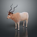 Antelope With Curved Horns Light Brown And White Coat Standing On Dark Background Showing Reflection