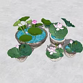 Beautiful Courtyard Garden With Multiple Potted Pink Lotus Flowers And Green Leaves