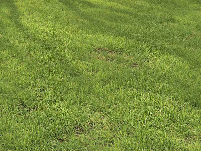Lush Green Ground Cover With Sunlit Grass And Natural Shade 3d model