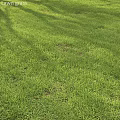 Lush Green Ground Cover With Sunlit Grass And Natural Shade