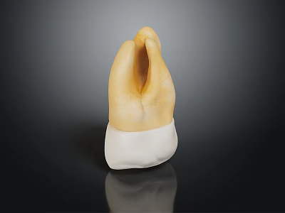 Dental Crown Model Display With Natural Tooth Color And White Base 3d model