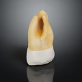 Dental Crown Model Display With Natural Tooth Color And White Base