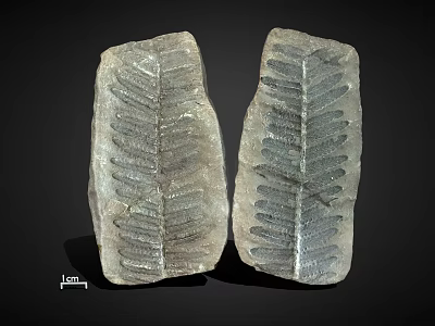 Two Natural Stone Decorative Pieces With Leaf Like Texture And Gray Surface Finish 3d model