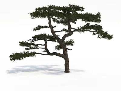 Tall Pine Arbor with Curved Branches Green Needles and Brown Trunk on White Background 3d model