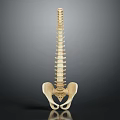 Detailed Human Spine And Pelvis Skeletal Organ Model Anatomical Structure