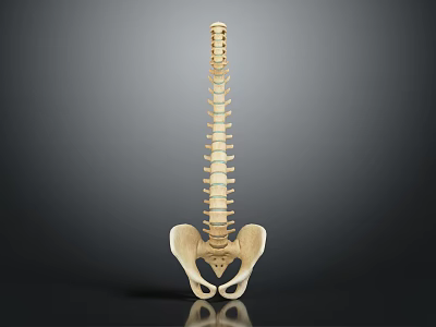 Detailed Human Spine And Pelvis Skeletal Organ Model Anatomical Structure 3d model