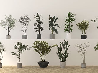 Indoor green plant potted plant tiger skin orchid fragrant dragon blood tree dripping guanyin African jasmine silver queen adimatite duck foot wood aloe turtle bamboo ivy 3d model