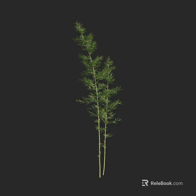 Tall Bamboo Plant With Green Leaves And Slender Stems On Dark Background 3d model 
