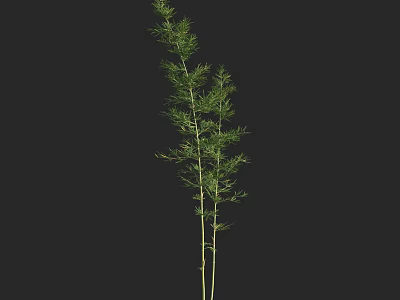 Tall Bamboo Plant With Green Leaves And Slender Stems On Dark Background 3d model