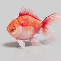 Red and White Goldfish With Golden Scales Yellow Eyes Fins Tail Against Light Gray Background