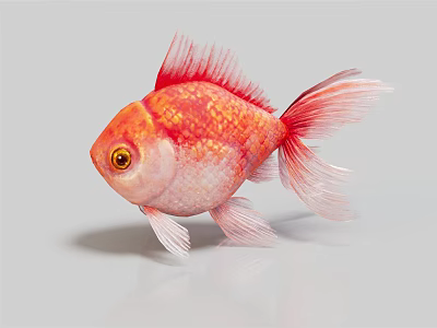 Red and White Goldfish With Golden Scales Yellow Eyes Fins Tail Against Light Gray Background 3d model
