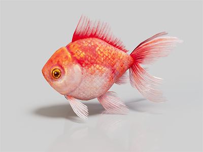 Modern Goldfish 3d model