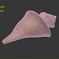 Light Yellow Spiral Conch Shell With Smooth Surface And Natural Gloss On Dark Background 3d model