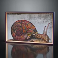 Colorful Snail Animal Painting Framed 2017 On Gray Background With Reflection