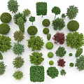 Various Arbor Trees With Different Shapes And Green Foliage For Landscaping