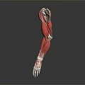 Medical Device Arm Muscle Anatomy Model Featuring Detailed Structure For Educational Purposes
