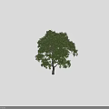 Two Arbor Trees with Green Foliage Trunk and Human Silhouette Size Reference