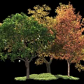 Three Arbor Trees Displaying Green Gold Red Foliage And Lush Grass Around Brown Trunks