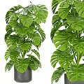 Lush Green Potted Plants with Monstera Leaves in Gray Pots for Indoor Home Decor