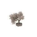 Beautiful Bonsai Tree With White Flowers Textured Trunk Exposed Roots And Decorative Pot