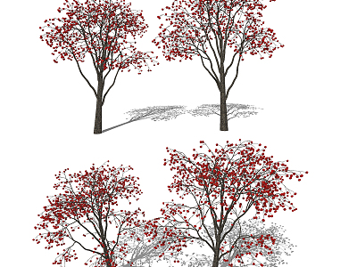 Modern Fruit Tree Fruit Tree Persimmon Tree model