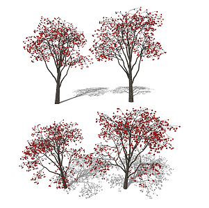 Modern Fruit Tree Fruit Tree Persimmon Tree 3d model