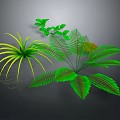 Three Different Green Plants With Slender Yellow Edged Leaves Feathery Fronds And Small Green Leaflets