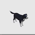 Black and White Border Collie Dog 3D Model Standing With Friendly Expression 3d model