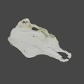 White Animal Skull With Detailed Skeletal Structure On Black Background