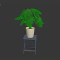 Monstera Plant with Lush Green Leaves in White Pot on Wooden Stool Against Dark Background