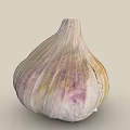 Fresh Natural Garlic Bulb With Purple And Yellow Cracked Skin Texture