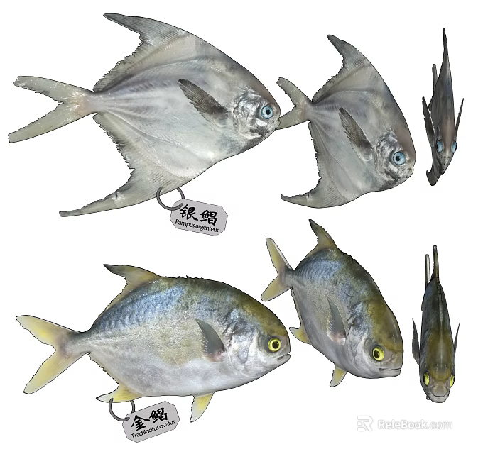 Silver Pomfret Aquatic Animals With Silver Body And Shiny Scales In Marine Environment 3d model 