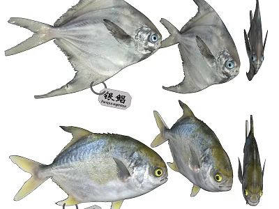 Silver Pomfret Aquatic Animals With Silver Body And Shiny Scales In Marine Environment 3d model