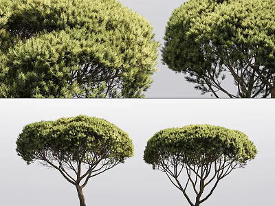 Lush Arbor Trees Featuring Dense Green Foliage And Umbrella Shaped Crown 3d model