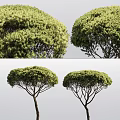 Lush Arbor Trees Featuring Dense Green Foliage And Umbrella Shaped Crown