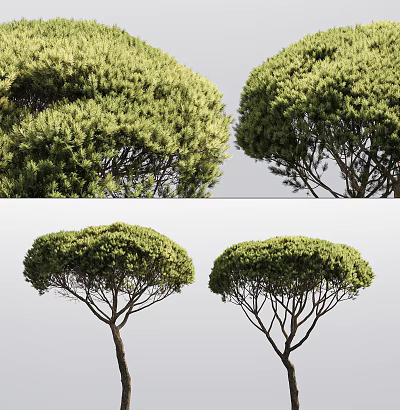 Lush Arbor Trees Featuring Dense Green Foliage And Umbrella Shaped Crown 3d model