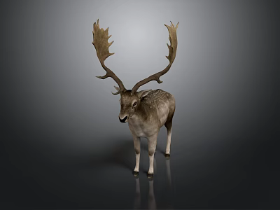 Deer With Large Antlers Gray And White Coat Standing On Dark Background With Reflection 3d model