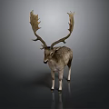 Deer With Large Antlers Gray And White Coat Standing On Dark Background With Reflection