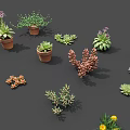 Various Succulent And Potted Plants With Colorful Flowers In Ceramic Pots