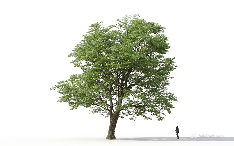 Tall Arbor with Lush Green Foliage and Strong Trunk Beside a Person on White Background 3d model 