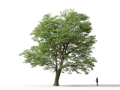 Tall Arbor with Lush Green Foliage and Strong Trunk Beside a Person on White Background 3d model