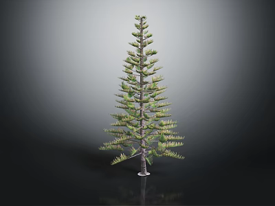 Tall Evergreen Pine Tree With Green Needles And Natural Trunk Structure 3d model