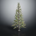Tall Evergreen Pine Tree With Green Needles And Natural Trunk Structure