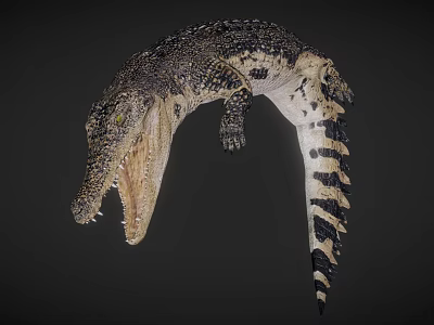 Crocodile With Open Mouth Sharp Teeth And Patterned Skin On Dark Background 3d model