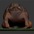 Orange Red Toad With Textured Skin Resting On Green Platform