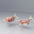 anatomy chicken bird eagle musculoskeletal skeleton visceral heart capillary 3d model