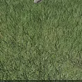 Two Reptiles Moving And Resting On Lush Green Grass Near Stones