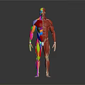 Human Organ and Hair Anatomical Structure with Colorful Muscular System 3D Rendering