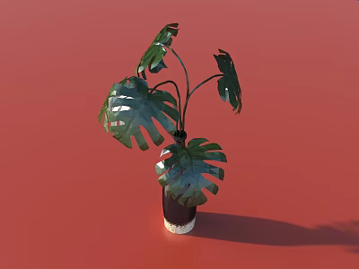 Monstera Plant in Ceramic Vase with Large Green Leaves on Red Background 3d model